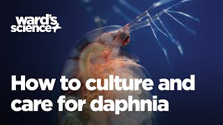 Caring and Culturing for Daphnia [upl. by Gavra]