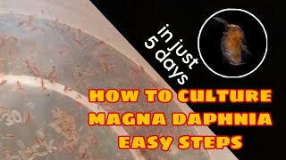 How to Culture Magna Daphnia Easily [upl. by Millisent]