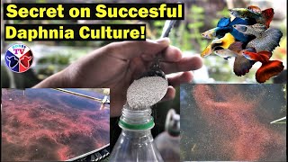 How to Culture Daphnia Successfully [upl. by Vaughan]