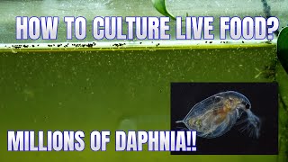 How to Culture Daphnia Secret Method to Breed MILLIONS  Simply Aquatic [upl. by Efrem]