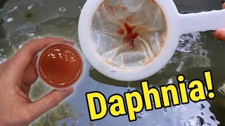 How I Culture Daphnia In Outdoor Tubs [upl. by Atinat909]