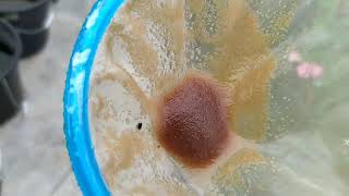 How to culture daphnia moina in a small container Part 1 English Subtitle [upl. by Anaehs418]