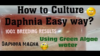 Daphnia MagnaHow to Culture Daphnia Easy wayCulturing Daphnia using Green water Daphnia [upl. by Kurth488]