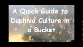 How to culture daphnia outside [upl. by Gnet]