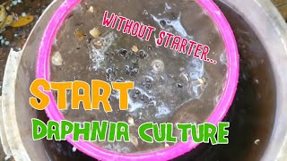 How to culture daphnia moina the easy way 1  Starting the Daphnia culture [upl. by Yug]