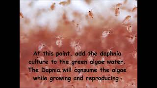 Daphnia  How to grow daphnia in your home [upl. by Gnemgnok362]