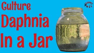 How to Culture Daphnia in a Jar [upl. by Tedmund]