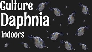 How to Culture Daphnia [upl. by Ytirev]