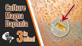 How to culture DAPHNIA MAGNA  The easy way [upl. by Treborsemaj450]