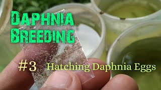 Daphnia Culture made simple and easy 3  Hatching Daphnia eggs [upl. by Madel]