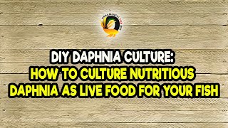 DIY Daphnia Culture How to Culture Nutritious Daphnia as Live Food for Your Fish [upl. by Allisan]