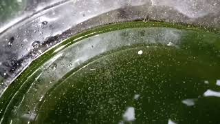 DAPHNIA MOINA CULTURE IN A SMALL BUCKET [upl. by Simson]