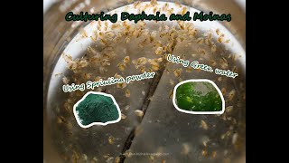 How To Culture Daphnia and Moinas using Green Water Spirulina powder [upl. by Trinette820]