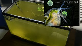 Raising Daphnia for the Freshwater Aquarium [upl. by Ethelinda121]