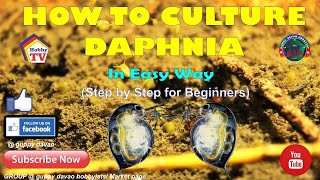 HOW TO CULTURE DAPHNIA In Easy Way [upl. by Enwad]